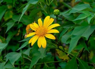 Rong chơi cuối tuần nơi Bảo Lộc ngàn hương