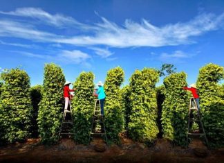 Ghé thăm Vườn tiêu Khu tượng Phú Quốc