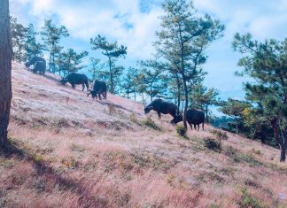 Ngắm Đồi Cỏ Hồng Đà Lạt ở đâu, bạn có biết?