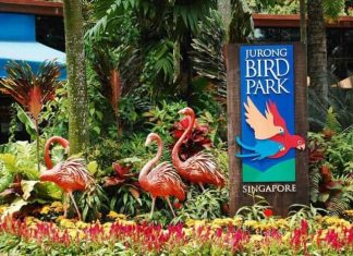 Kinh nghiệm đi Jurong Bird Park (Singapore) 2021