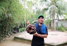 Du hành miền Tây khám phá tứ linh cồn “Long – Lân – Quy – Phụng”