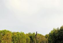 Rừng tràm Trà Sư (An Giang): Cách đi, ăn gì, chơi gì?