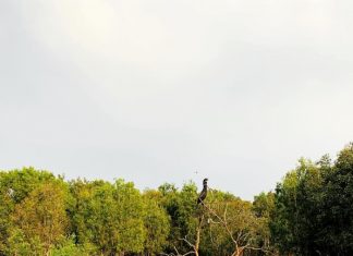 Rừng tràm Trà Sư (An Giang): Cách đi, ăn gì, chơi gì?