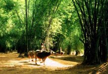 Làng cổ Phong Nam (Đà Nẵng): Vẻ đẹp YÊN BÌNH